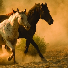 Wild horses on a meadow.