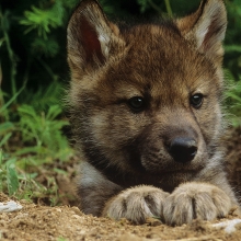 wolf pup peeking out from its den