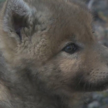 close up of wolf pup's face