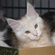 three kittens in a box