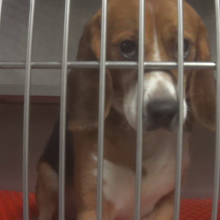 beagle in cage being used for testing