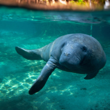 Manatee swimming in tropical water
