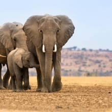 elephants in the savannah