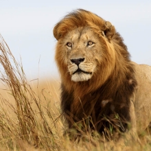 lion in the savannah